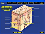 The Human Body software